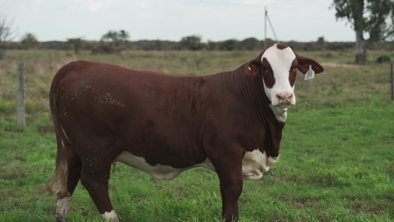 La vaquillona Elite Mascarita RP 3632 de perfil, con la cabeza levantada, en el campo