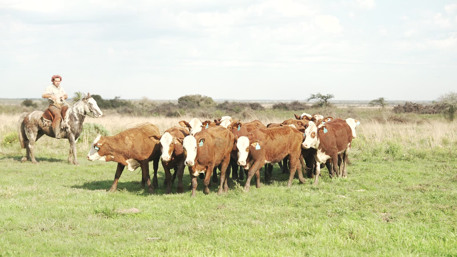 Lote de vaquillonas de frente con el arriero a caballo detrás